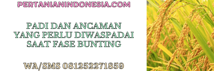 tanaman,tanaman padi,ancaman,opt,budidaya padi